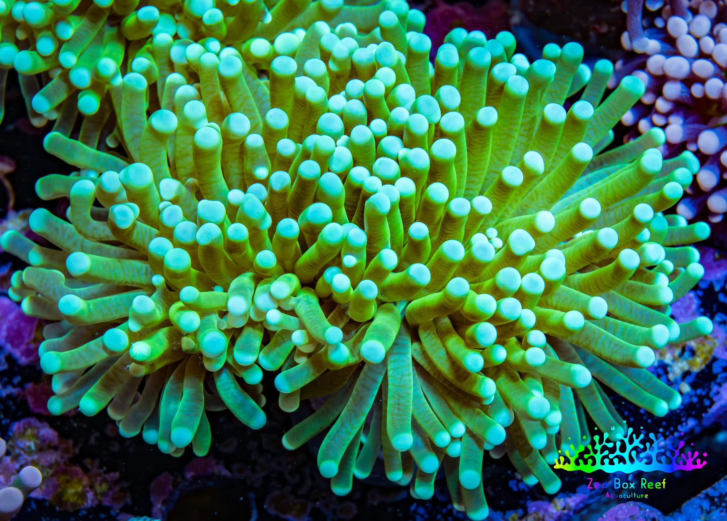 Banana 🍌 Torch Coral 7cm WYSIWYG C2R1B1 Banana 🍌 Torch Coral 7cm WYSIWYG C2R1B1 LPS Banana 🍌 Torch Coral 7cm WYSIWYG C2R1B1 Zeo Box Reef