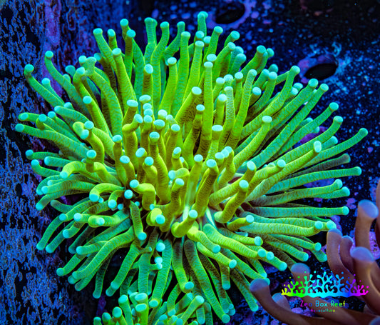 Banana 🍌 Torch Coral 7cm WYSIWYG Banana 🍌 Torch Coral 7cm WYSIWYG LPS Banana 🍌 Torch Coral 7cm WYSIWYG Zeo Box Reef