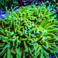 Banana 🍌 Torch Coral 8cm WYSIWYG Banana 🍌 Torch Coral 8cm WYSIWYG LPS Banana 🍌 Torch Coral 8cm WYSIWYG Zeo Box Reef