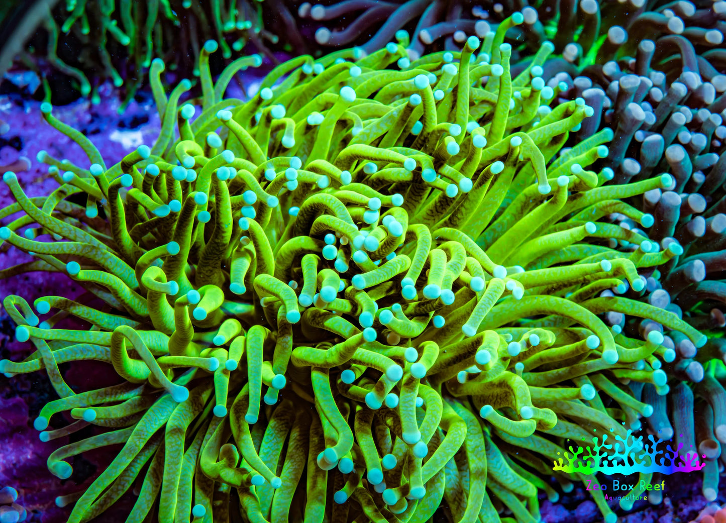 Banana 🍌 Torch Coral 8cm WYSIWYG Banana 🍌 Torch Coral 8cm WYSIWYG LPS Banana 🍌 Torch Coral 8cm WYSIWYG Zeo Box Reef