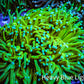 Banana 🍌 Torch Coral 8cm WYSIWYG Banana 🍌 Torch Coral 8cm WYSIWYG LPS Banana 🍌 Torch Coral 8cm WYSIWYG Zeo Box Reef
