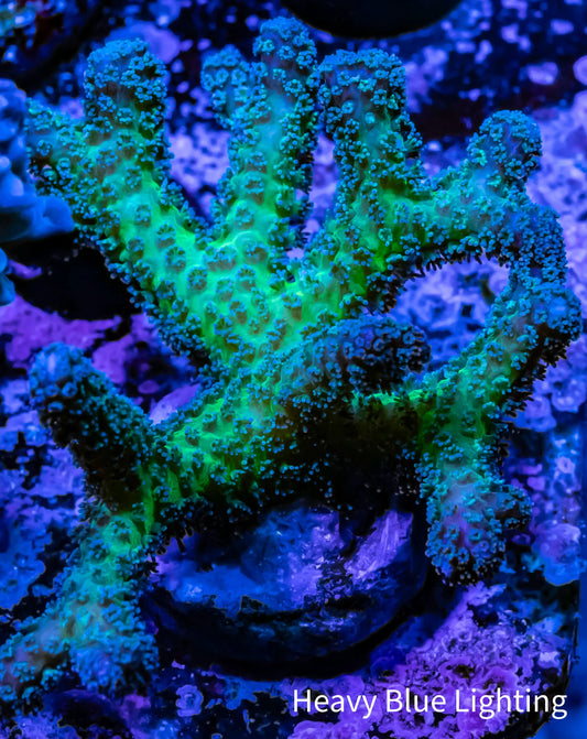 Birdsnest Coral- Seriatopora- Bird Of Paradise - Frag