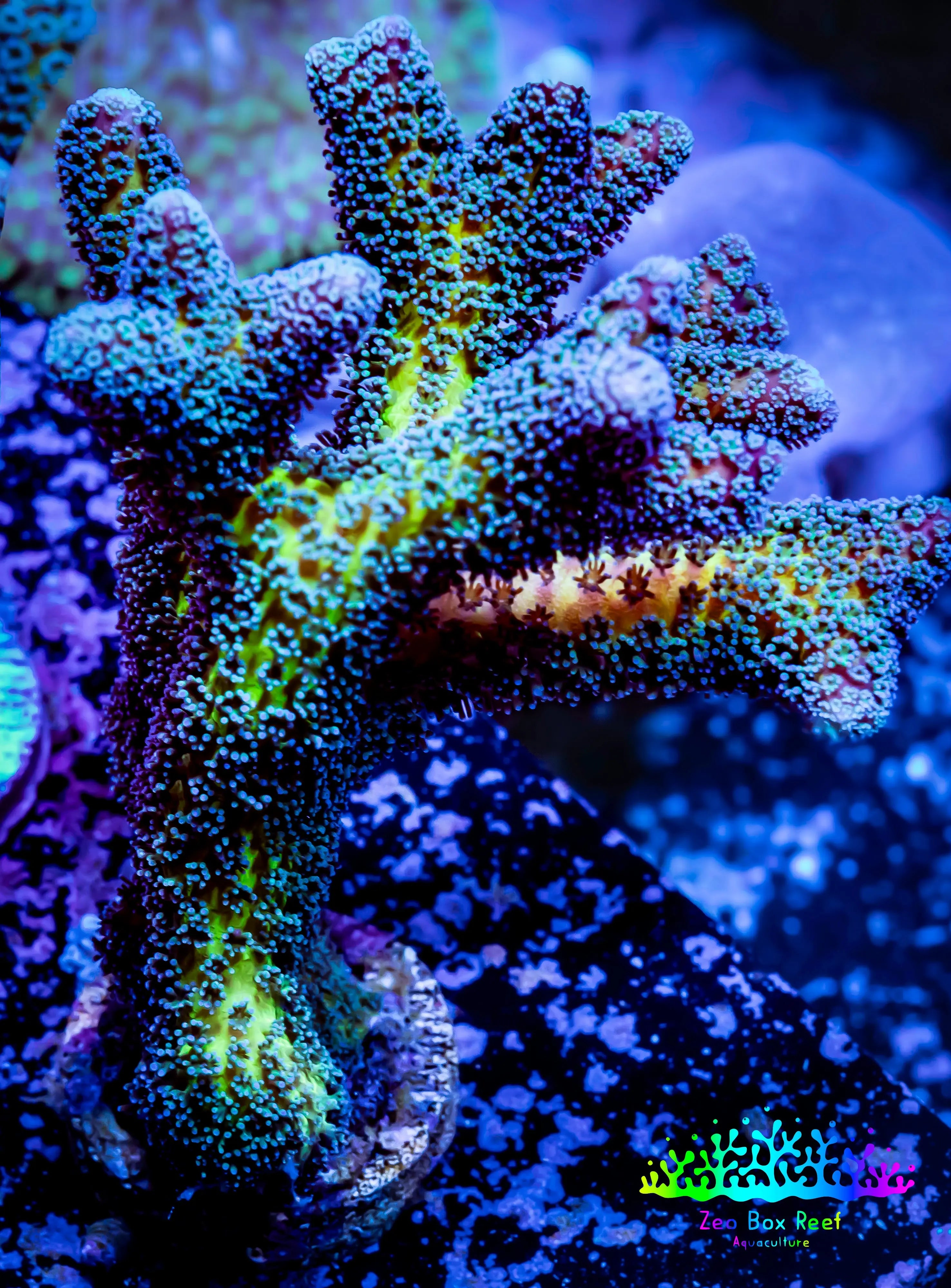 Vibrant Seriatopora Coral Birdsnest Beauty Zeo Box Reef Zeo Box vibrant-seriatopora-coral-birdsnest-beauty-zeo-box-reef-zeo-box