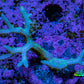 Birdsnest Coral Seriatopora Frag WYSIWYG Birdsnest Coral Seriatopora Frag WYSIWYG SPS Birdsnest Coral Seriatopora Frag WYSIWYG Zeo Box Reef