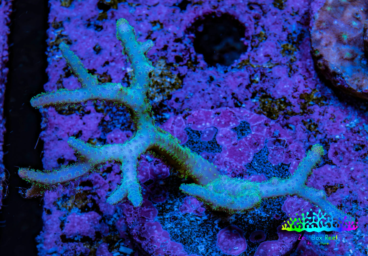 Birdsnest Coral Seriatopora Frag WYSIWYG Birdsnest Coral Seriatopora Frag WYSIWYG SPS Birdsnest Coral Seriatopora Frag WYSIWYG Zeo Box Reef