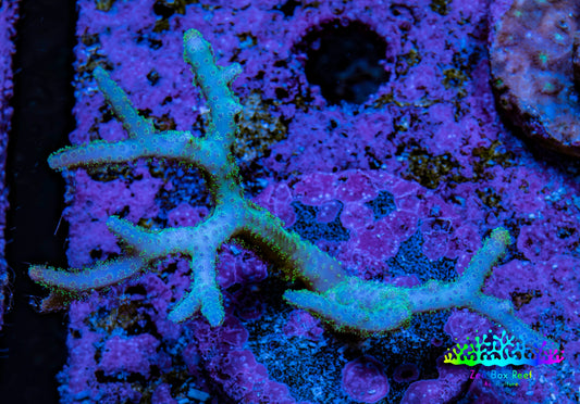 Birdsnest Coral Seriatopora Frag WYSIWYG Birdsnest Coral Seriatopora Frag WYSIWYG SPS Birdsnest Coral Seriatopora Frag WYSIWYG Zeo Box Reef