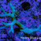 Birdsnest Coral Seriatopora Frag WYSIWYG Birdsnest Coral Seriatopora Frag WYSIWYG SPS Birdsnest Coral Seriatopora Frag WYSIWYG Zeo Box Reef