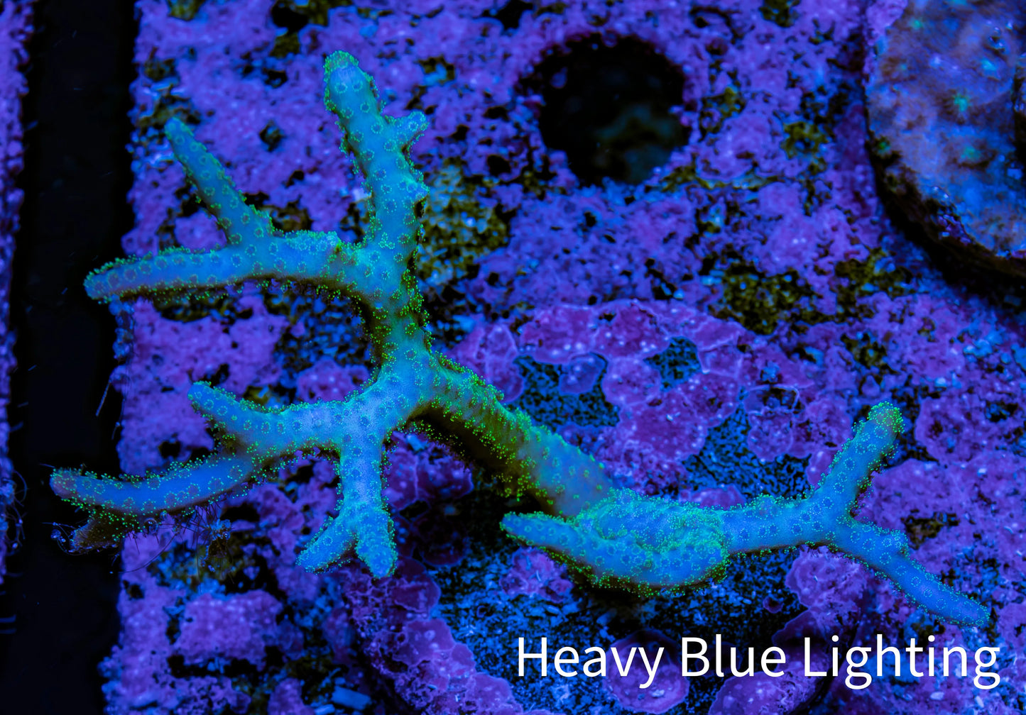 Birdsnest Coral Seriatopora Frag WYSIWYG Birdsnest Coral Seriatopora Frag WYSIWYG SPS Birdsnest Coral Seriatopora Frag WYSIWYG Zeo Box Reef