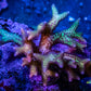 Birdsnest Coral- seriatopora- Green Tip Purple Polyp - Frag Birdsnest Coral- seriatopora- Green Tip Purple Polyp - Frag SPS Birdsnest Coral- seriatopora- Green Tip Purple Polyp - Frag Zeo Box Reef