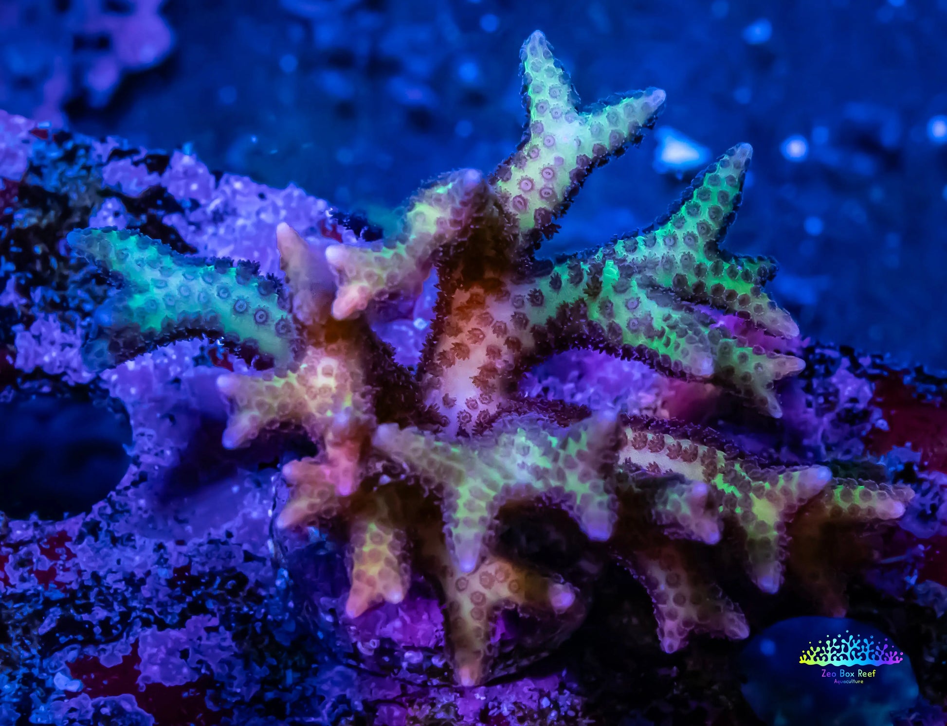 Birdsnest Coral- seriatopora- Green Tip Purple Polyp - Frag Birdsnest Coral- seriatopora- Green Tip Purple Polyp - Frag SPS Birdsnest Coral- seriatopora- Green Tip Purple Polyp - Frag Zeo Box Reef