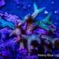 Birdsnest Coral- seriatopora- Green Tip Purple Polyp - Frag Birdsnest Coral- seriatopora- Green Tip Purple Polyp - Frag SPS Birdsnest Coral- seriatopora- Green Tip Purple Polyp - Frag Zeo Box Reef