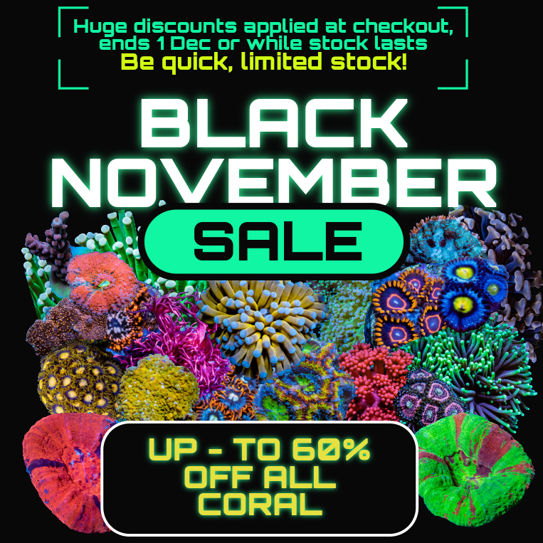 Promotional graphic for a Black November sale with colorful coral graphics on a black background.