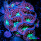 Blastomussa Merleti Coral-  Blasto Frag Blastomussa Merleti Coral-  Blasto Frag LPS Blastomussa Merleti Coral-  Blasto Frag Zeo Box Reef