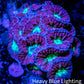 Blastomussa Merleti Coral-  Blasto Frag Blastomussa Merleti Coral-  Blasto Frag LPS Blastomussa Merleti Coral-  Blasto Frag Zeo Box Reef