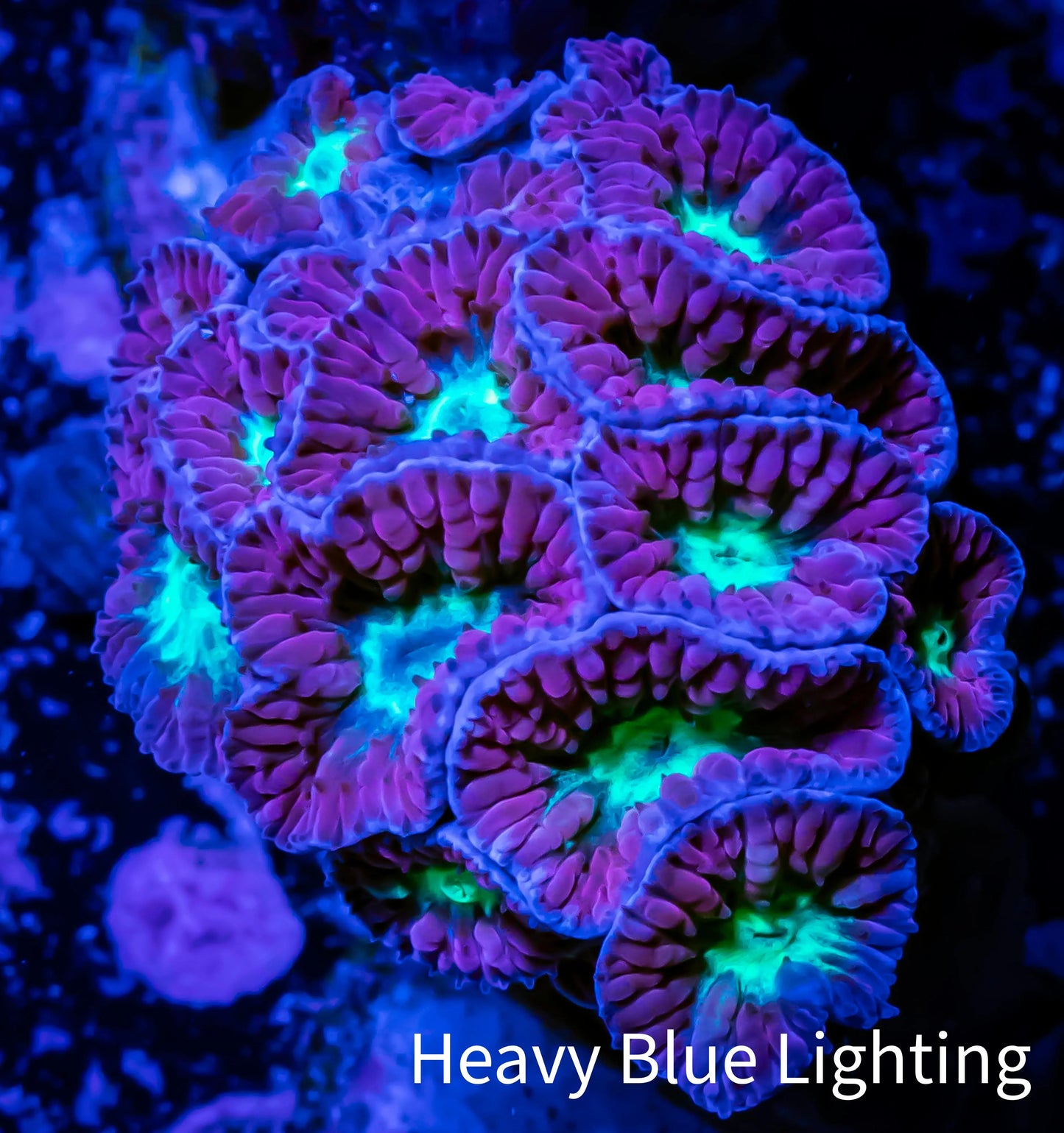 Blastomussa Merleti Coral-  Blasto Frag Blastomussa Merleti Coral-  Blasto Frag LPS Blastomussa Merleti Coral-  Blasto Frag Zeo Box Reef