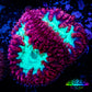 Blastomussa Wellsi Coral- Cherry Red & Toxic Green Frag Blastomussa Wellsi Coral- Cherry Red & Toxic Green Frag LPS Blastomussa Wellsi Coral- Cherry Red & Toxic Green Frag Zeo Box Reef