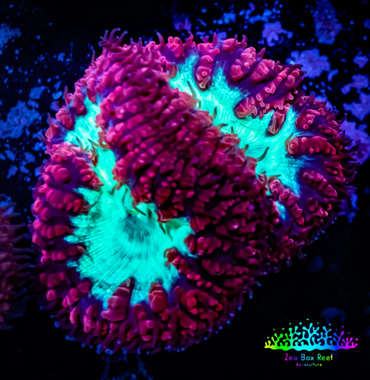 Blastomussa Wellsi Coral- Cherry Red & Toxic Green Frag Blastomussa Wellsi Coral- Cherry Red & Toxic Green Frag LPS Blastomussa Wellsi Coral- Cherry Red & Toxic Green Frag Zeo Box Reef