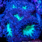 Blastomussa Wellsi Coral- WYSIWYG 2cm Blastomussa Wellsi Coral- WYSIWYG 2cm LPS Blastomussa Wellsi Coral- WYSIWYG 2cm Zeo Box Reef