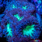 Blastomussa Wellsi Coral- WYSIWYG 2cm Blastomussa Wellsi Coral- WYSIWYG 2cm LPS Blastomussa Wellsi Coral- WYSIWYG 2cm Zeo Box Reef