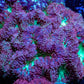 Blastomussa Wellsi Coral- WYSIWYG 3cm Blastomussa Wellsi Coral- WYSIWYG 3cm LPS Blastomussa Wellsi Coral- WYSIWYG 3cm Zeo Box Reef