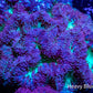 Blastomussa Wellsi Coral- WYSIWYG 3cm Blastomussa Wellsi Coral- WYSIWYG 3cm LPS Blastomussa Wellsi Coral- WYSIWYG 3cm Zeo Box Reef