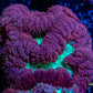 Blastomussa Wellsi Coral- WYSIWYG 3cm Blastomussa Wellsi Coral- WYSIWYG 3cm LPS Blastomussa Wellsi Coral- WYSIWYG 3cm Zeo Box Reef