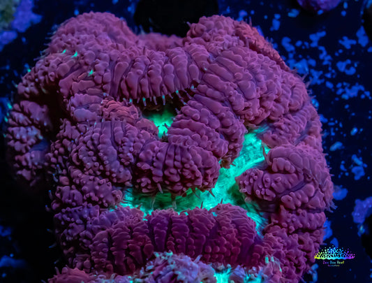 Blastomussa Wellsi Coral- WYSIWYG 3cm Blastomussa Wellsi Coral- WYSIWYG 3cm LPS Blastomussa Wellsi Coral- WYSIWYG 3cm Zeo Box Reef