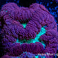 Blastomussa Wellsi Coral- WYSIWYG 3cm Blastomussa Wellsi Coral- WYSIWYG 3cm LPS Blastomussa Wellsi Coral- WYSIWYG 3cm Zeo Box Reef