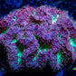Blastomussa Wellsi Coral- WYSIWYG 5cm Blastomussa Wellsi Coral- WYSIWYG 5cm LPS Blastomussa Wellsi Coral- WYSIWYG 5cm Zeo Box Reef