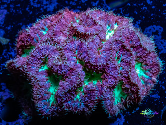 Blastomussa Wellsi Coral- WYSIWYG 5cm Blastomussa Wellsi Coral- WYSIWYG 5cm LPS Blastomussa Wellsi Coral- WYSIWYG 5cm Zeo Box Reef