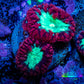 Blastomussa Wellsi Coral- WYSIWYG Frag A1R5B2 Blastomussa Wellsi Coral- WYSIWYG Frag A1R5B2 LPS Blastomussa Wellsi Coral- WYSIWYG Frag A1R5B2 Zeo Box Reef