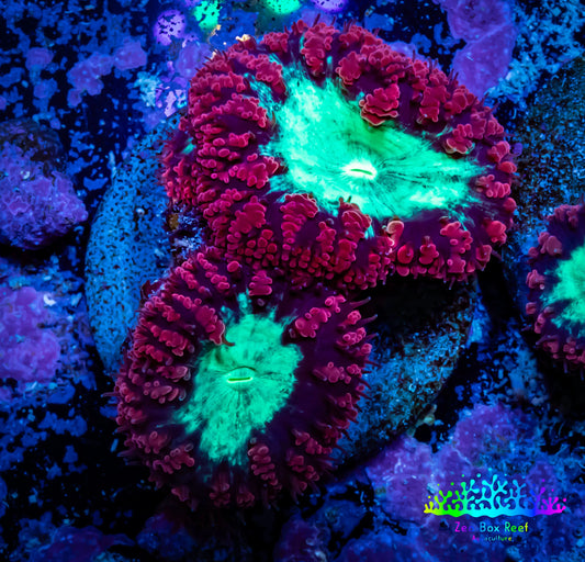 Blastomussa Wellsi Coral- WYSIWYG Frag A1R5B2 Blastomussa Wellsi Coral- WYSIWYG Frag A1R5B2 LPS Blastomussa Wellsi Coral- WYSIWYG Frag A1R5B2 Zeo Box Reef