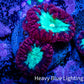 Blastomussa Wellsi Coral- WYSIWYG Frag A1R5B2 Blastomussa Wellsi Coral- WYSIWYG Frag A1R5B2 LPS Blastomussa Wellsi Coral- WYSIWYG Frag A1R5B2 Zeo Box Reef