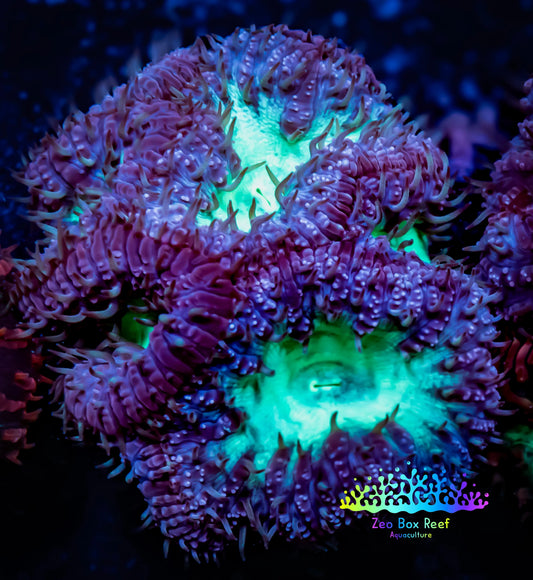 Blastomussa Wellsi Coral- WYSIWYG Frag A2R5B1 Blastomussa Wellsi Coral- WYSIWYG Frag A2R5B1 LPS Blastomussa Wellsi Coral- WYSIWYG Frag A2R5B1 Zeo Box Reef