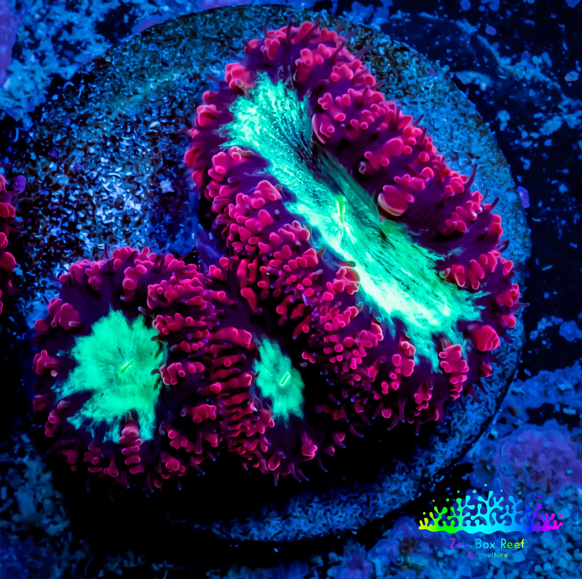 Blastomussa Wellsi Coral- WYSIWYG Frag A2R5B2 Blastomussa Wellsi Coral- WYSIWYG Frag A2R5B2 LPS Blastomussa Wellsi Coral- WYSIWYG Frag A2R5B2 Zeo Box Reef