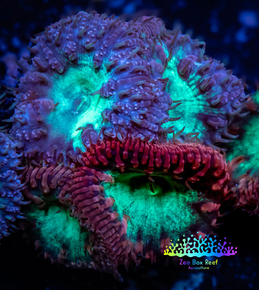 Blastomussa Wellsi Coral- WYSIWYG Frag A3R5B1 Blastomussa Wellsi Coral- WYSIWYG Frag A3R5B1 LPS Blastomussa Wellsi Coral- WYSIWYG Frag A3R5B1 Zeo Box Reef