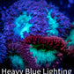 Blastomussa Wellsi Coral- WYSIWYG Frag A3R5B1 Blastomussa Wellsi Coral- WYSIWYG Frag A3R5B1 LPS Blastomussa Wellsi Coral- WYSIWYG Frag A3R5B1 Zeo Box Reef