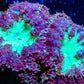 Blastomussa Wellsi Coral- WYSIWYG Frag A4R5B2 Blastomussa Wellsi Coral- WYSIWYG Frag A4R5B2 LPS Blastomussa Wellsi Coral- WYSIWYG Frag A4R5B2 Zeo Box Reef