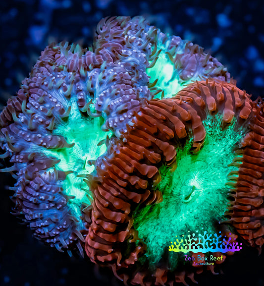 Blastomussa Wellsi Coral- WYSIWYG Frag A6R5B1 Blastomussa Wellsi Coral- WYSIWYG Frag A6R5B1 LPS Blastomussa Wellsi Coral- WYSIWYG Frag A6R5B1 Zeo Box Reef