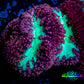 Blastomussa Wellsi Coral- WYSIWYG Frag B3R5B2 Blastomussa Wellsi Coral- WYSIWYG Frag B3R5B2 LPS Blastomussa Wellsi Coral- WYSIWYG Frag B3R5B2 Zeo Box Reef