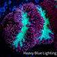 Blastomussa Wellsi Coral- WYSIWYG Frag B3R5B2 Blastomussa Wellsi Coral- WYSIWYG Frag B3R5B2 LPS Blastomussa Wellsi Coral- WYSIWYG Frag B3R5B2 Zeo Box Reef