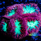 Blastomussa Wellsi Coral- WYSIWYG Frag Z1R5B1 Blastomussa Wellsi Coral- WYSIWYG Frag Z1R5B1 LPS Blastomussa Wellsi Coral- WYSIWYG Frag Z1R5B1 Zeo Box Reef