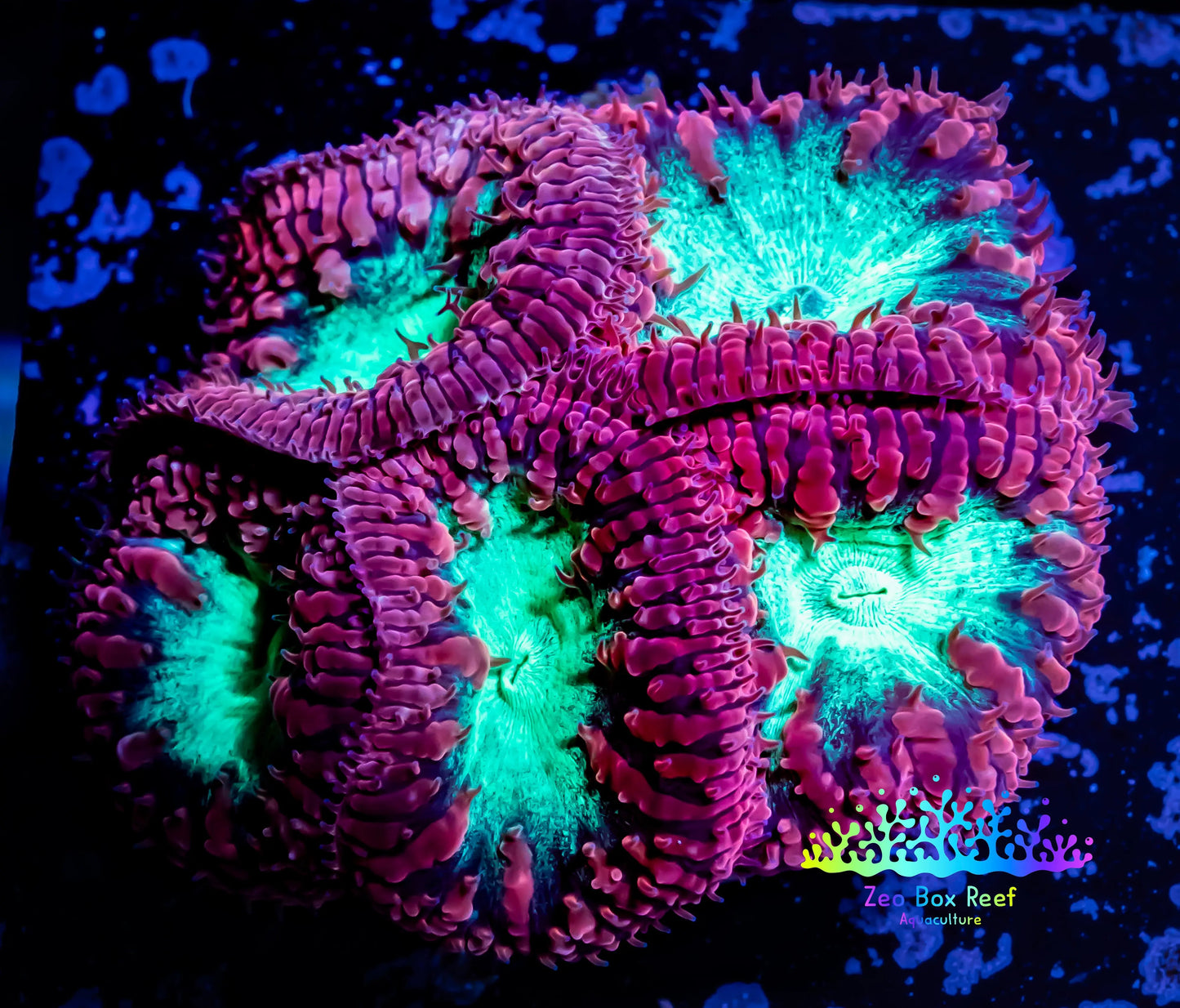 Blastomussa Wellsi Coral- WYSIWYG Frag Z1R5B1 Blastomussa Wellsi Coral- WYSIWYG Frag Z1R5B1 LPS Blastomussa Wellsi Coral- WYSIWYG Frag Z1R5B1 Zeo Box Reef