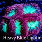 Blastomussa Wellsi Coral- WYSIWYG Frag Z1R5B1 Blastomussa Wellsi Coral- WYSIWYG Frag Z1R5B1 LPS Blastomussa Wellsi Coral- WYSIWYG Frag Z1R5B1 Zeo Box Reef