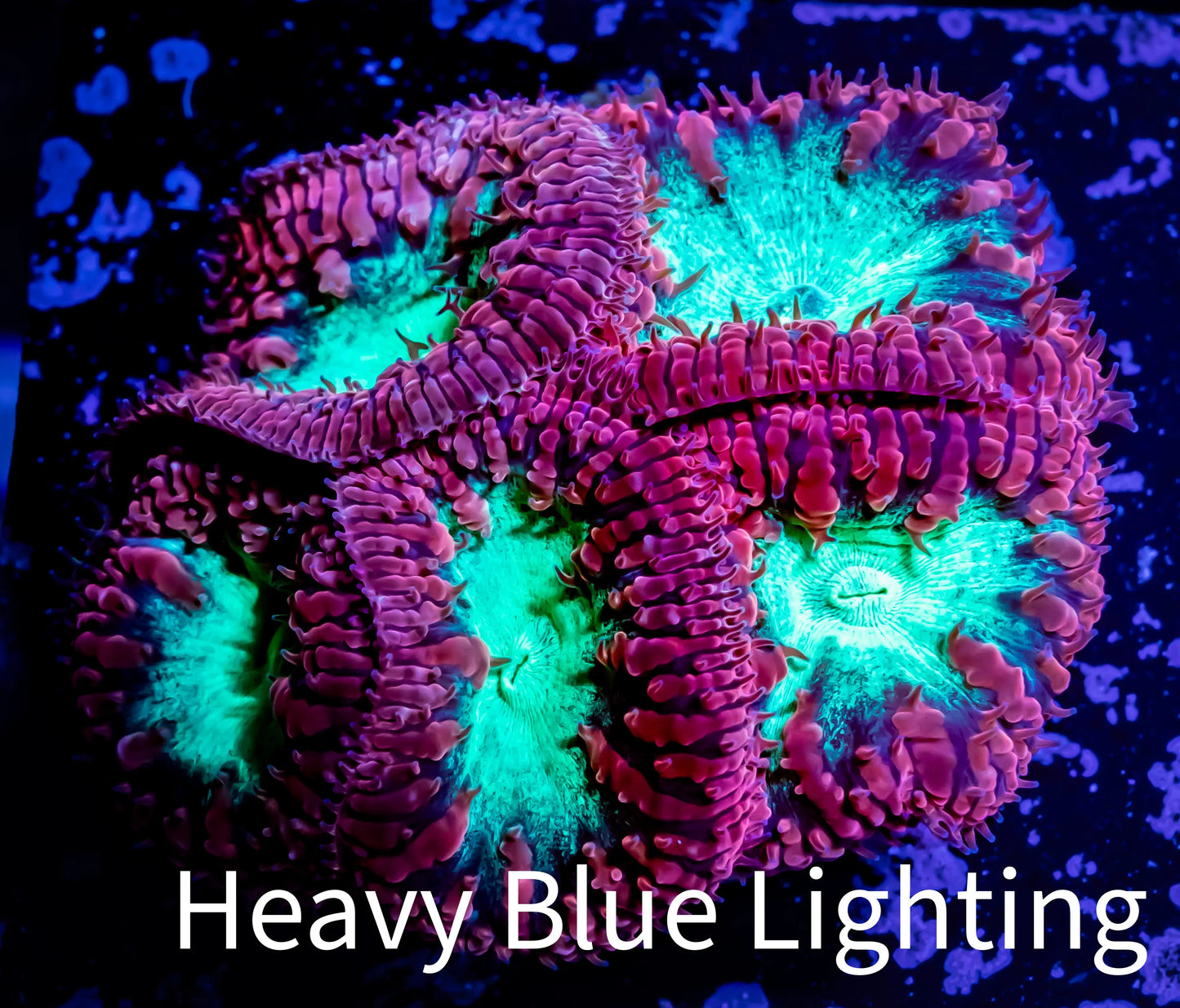 Blastomussa Wellsi Coral- WYSIWYG Frag Z1R5B1 Blastomussa Wellsi Coral- WYSIWYG Frag Z1R5B1 LPS Blastomussa Wellsi Coral- WYSIWYG Frag Z1R5B1 Zeo Box Reef