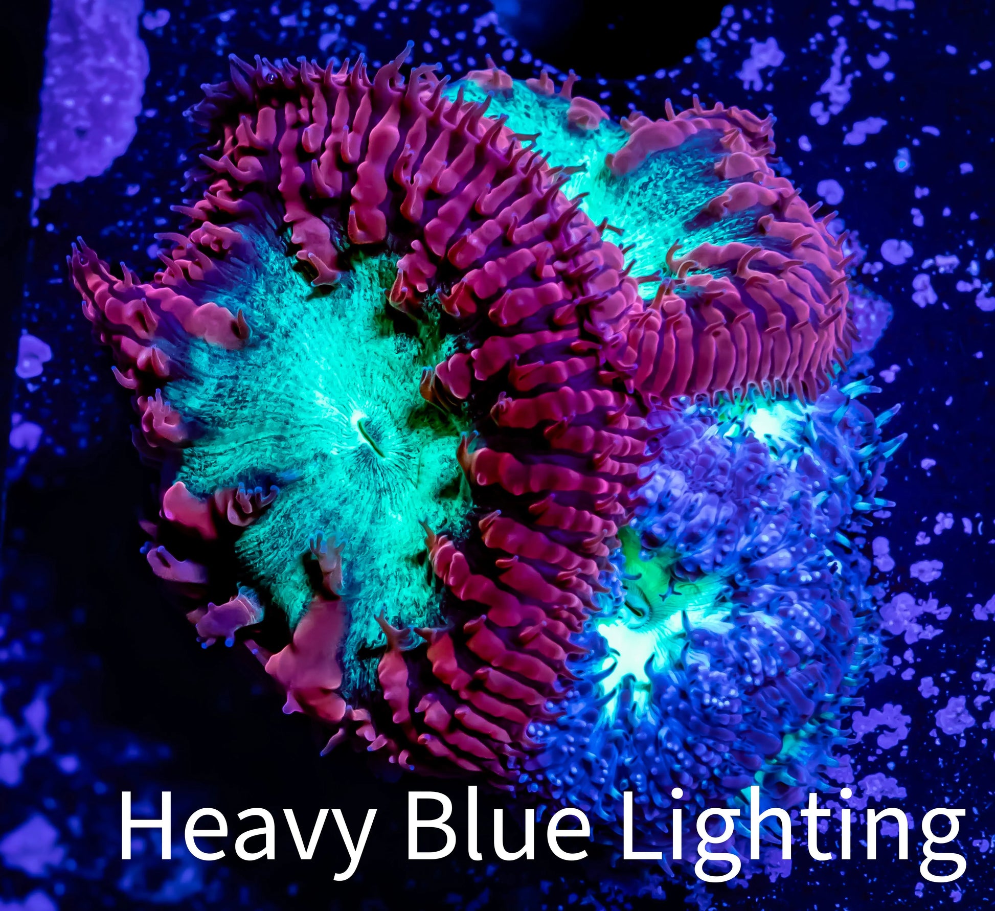 Blastomussa Wellsi Coral- WYSIWYG Frag Z2R5B1 Blastomussa Wellsi Coral- WYSIWYG Frag Z2R5B1 LPS Blastomussa Wellsi Coral- WYSIWYG Frag Z2R5B1 Zeo Box Reef