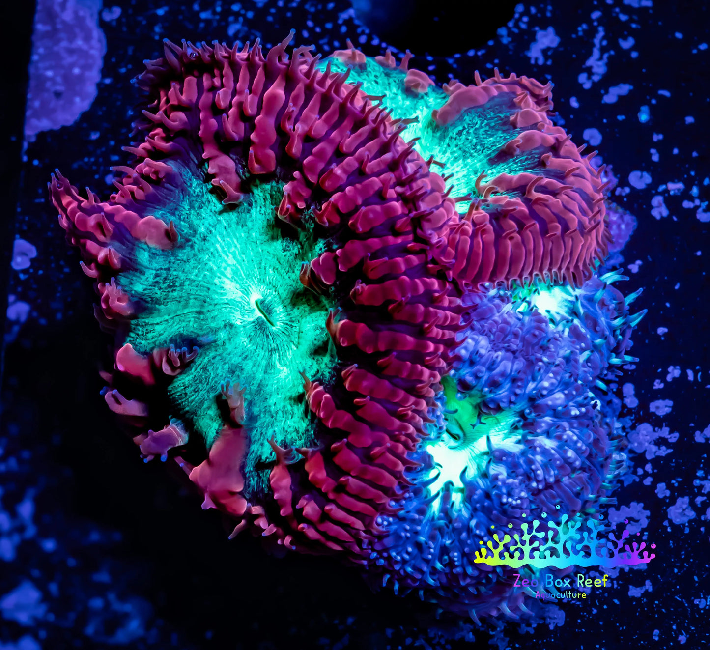 Blastomussa Wellsi Coral- WYSIWYG Frag Z2R5B1 Blastomussa Wellsi Coral- WYSIWYG Frag Z2R5B1 LPS Blastomussa Wellsi Coral- WYSIWYG Frag Z2R5B1 Zeo Box Reef