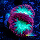 Blastomussa Wellsi Coral- WYSIWYG Frag Z32R5B1 Blastomussa Wellsi Coral- WYSIWYG Frag Z32R5B1 LPS Blastomussa Wellsi Coral- WYSIWYG Frag Z32R5B1 Zeo Box Reef