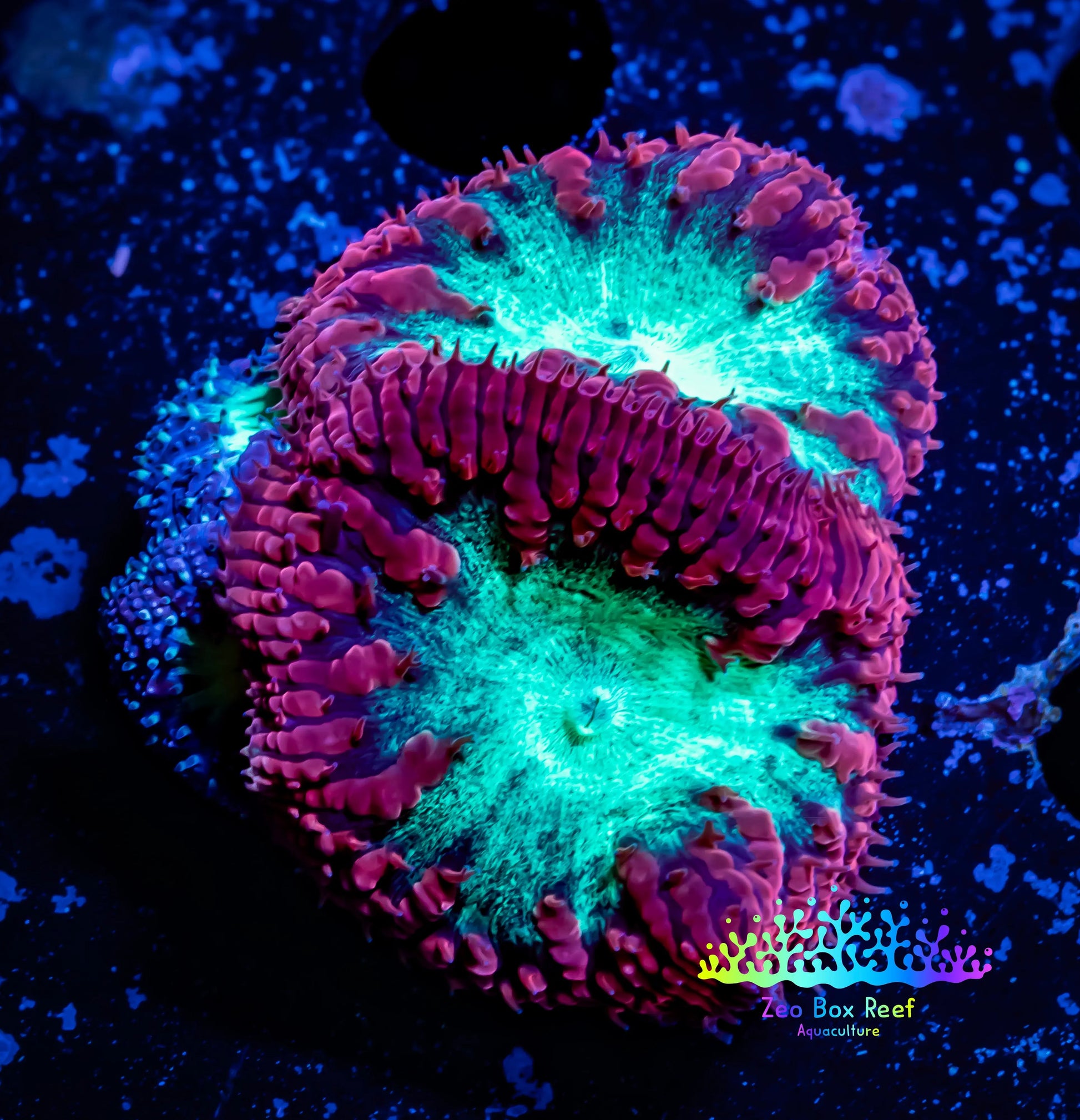 Blastomussa Wellsi Coral- WYSIWYG Frag Z32R5B1 Blastomussa Wellsi Coral- WYSIWYG Frag Z32R5B1 LPS Blastomussa Wellsi Coral- WYSIWYG Frag Z32R5B1 Zeo Box Reef