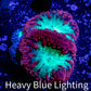 Blastomussa Wellsi Coral- WYSIWYG Frag Z32R5B1 Blastomussa Wellsi Coral- WYSIWYG Frag Z32R5B1 LPS Blastomussa Wellsi Coral- WYSIWYG Frag Z32R5B1 Zeo Box Reef